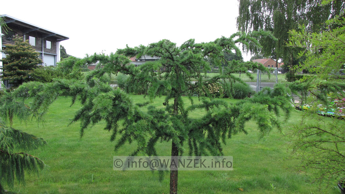 Larix kaempferi Little Bogle 05.JPG